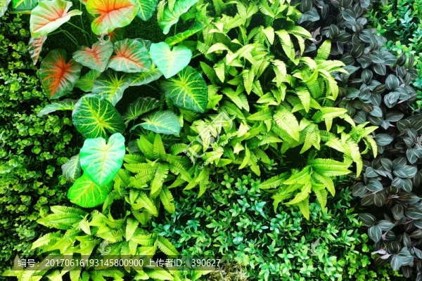 綠植墻