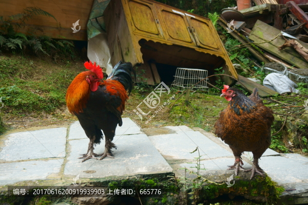 山雞