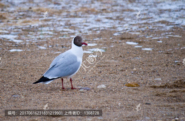 圣湖的海鷗