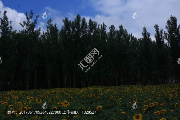 向日葵