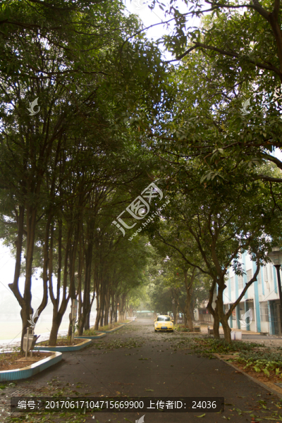 校道,林蔭道
