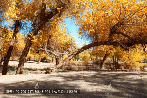 金秋額濟納胡楊林風景