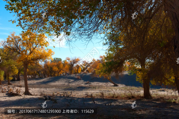 金秋額濟(jì)納胡楊林風(fēng)景