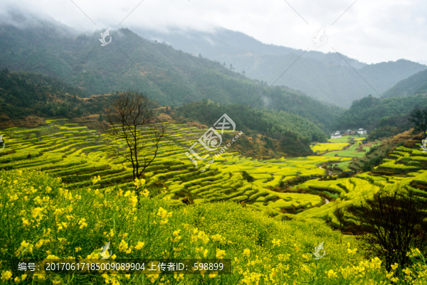婺源遠(yuǎn)山油菜花