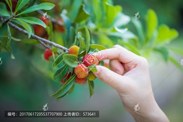 采楊梅