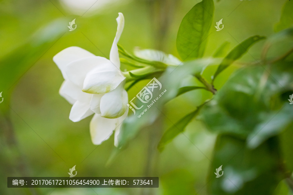 梔子花