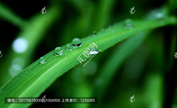 露水