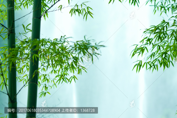竹韻
