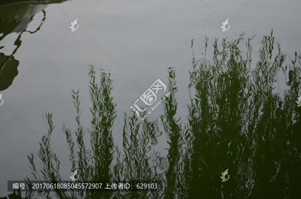 柳條水中倒影
