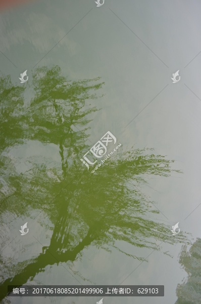 柳樹水中影像
