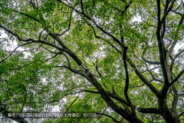 樹枝