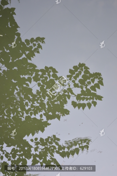 樹(shù)葉