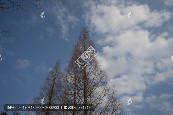 樹枝,枯樹