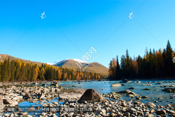 金秋喀納斯,新疆風景