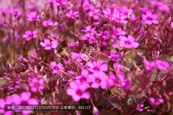 紅花酢漿
