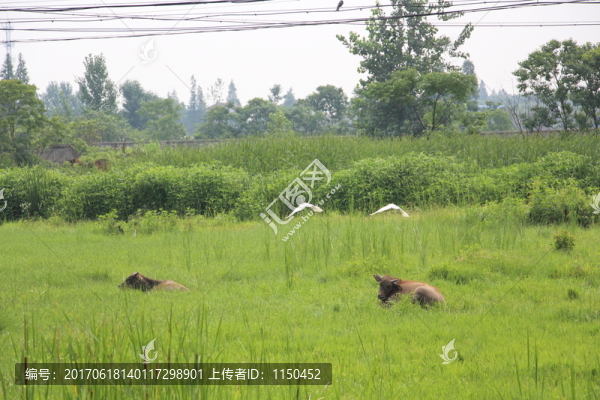 白鷺戲牛圖,（14）