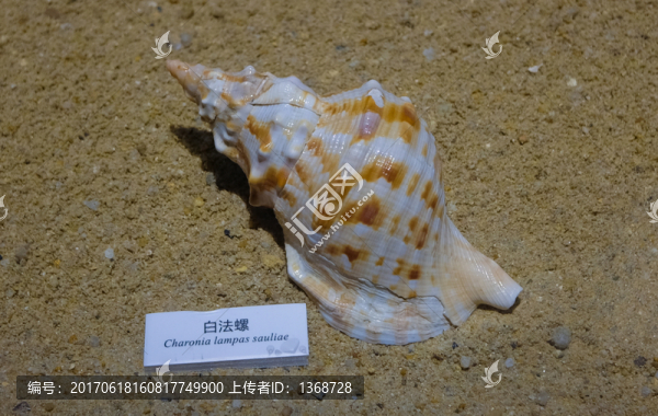 白法螺