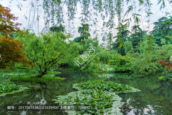 西湖萬(wàn)柳塘