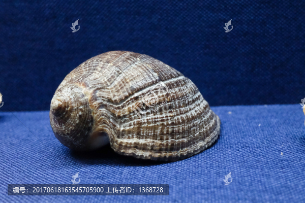 廣口巖螺