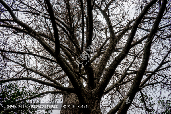 枯樹,樹枝