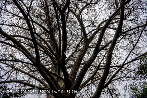 枯樹背景,枯樹樹枝