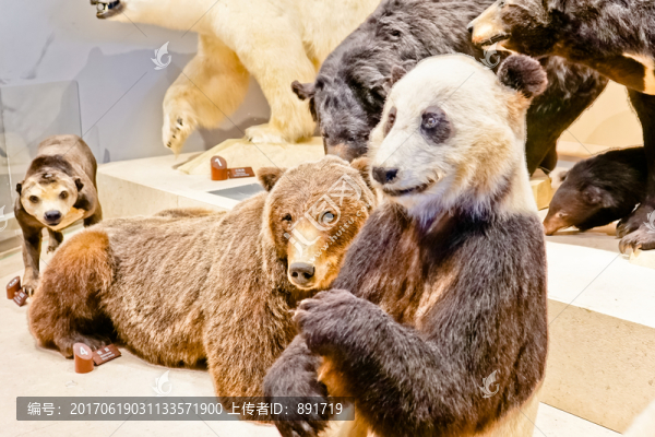 非洲動物,場景模擬,大熊貓
