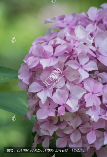 繡球花