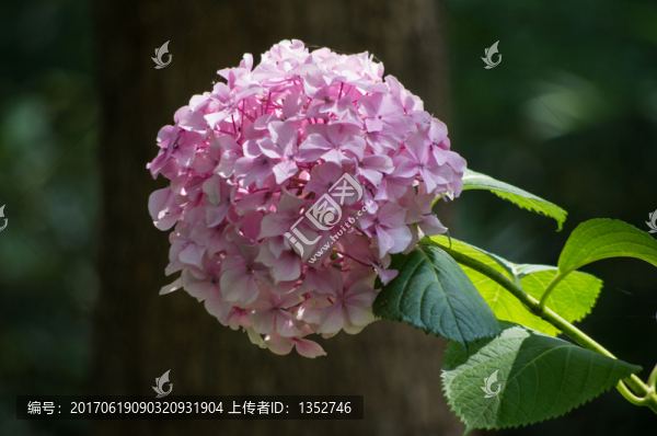 繡球花