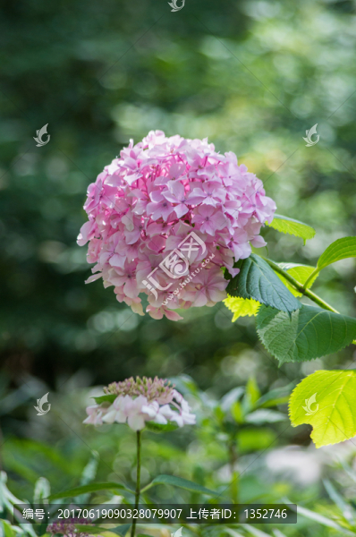 繡球花