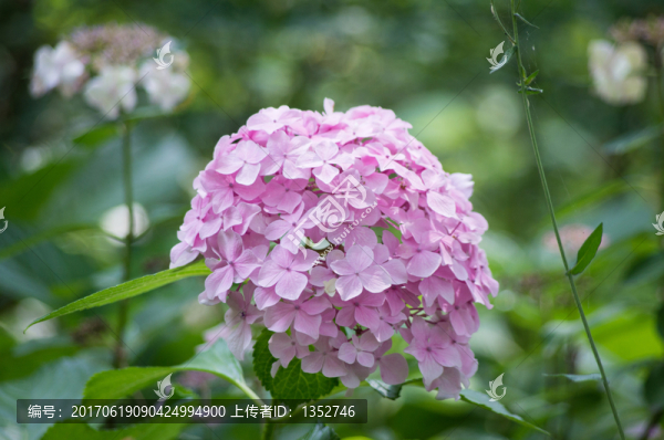 繡球花