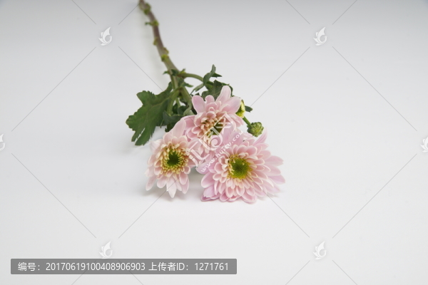 單枝雛菊高清攝影
