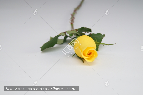 單枝黃玫瑰