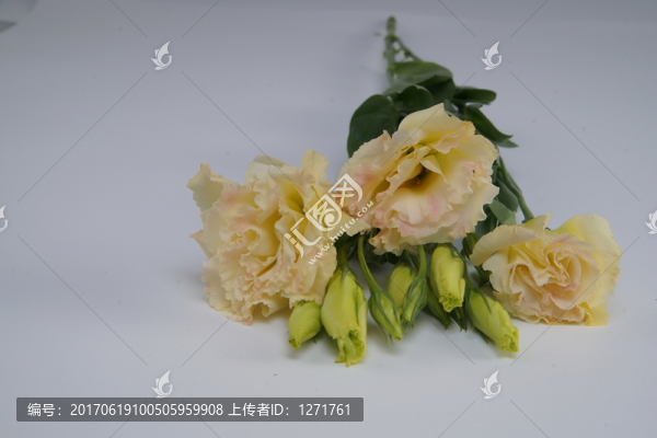 洋桔梗白底單枝
