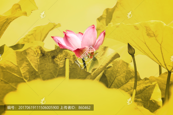 荷花,金色