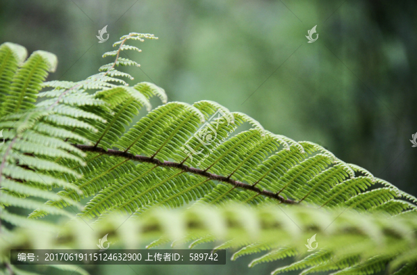 蕨類綠葉