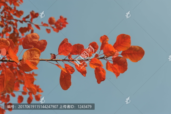 紅葉