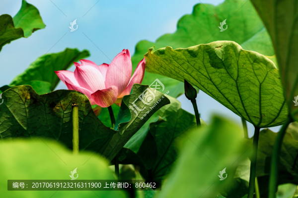 荷花圖片,荷葉