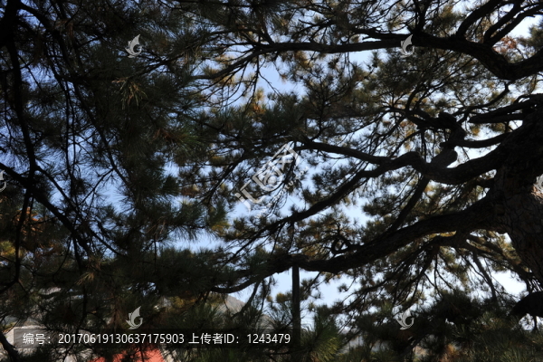 松樹姿態(tài)