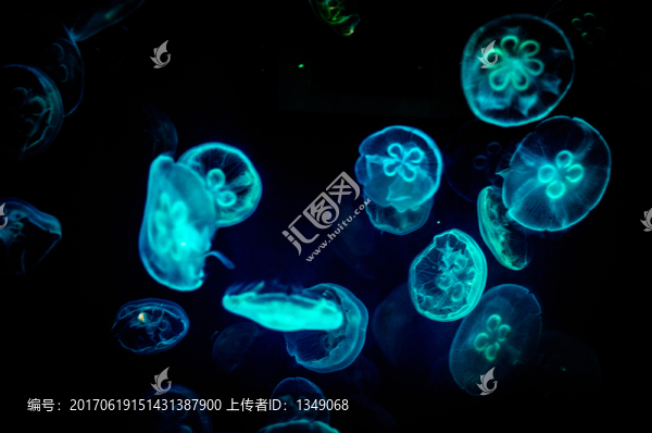 水母