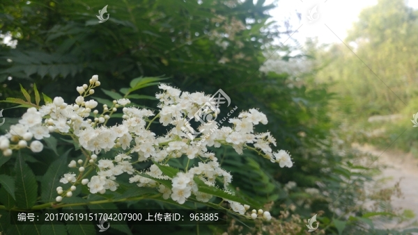 白花