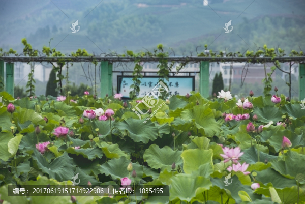 荷花