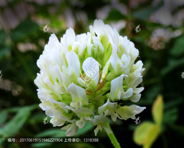 白三葉花朵微距特寫(xiě)