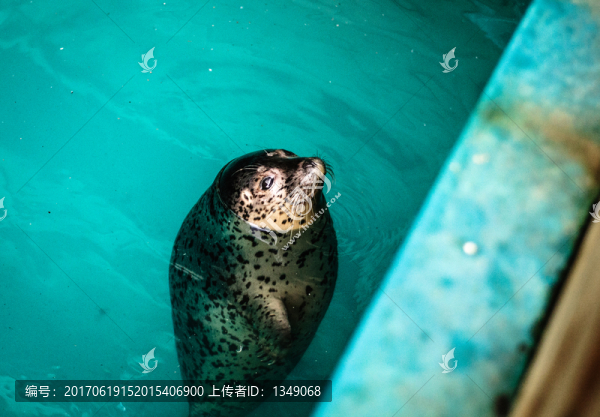 斑海豹