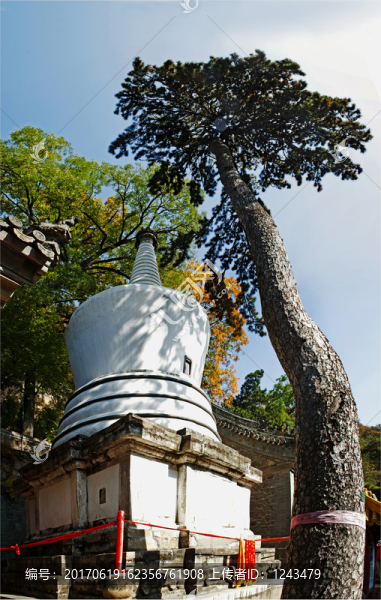 古松與塔