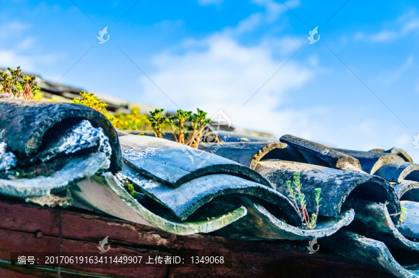 屋檐上的野草