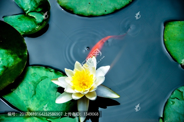 荷花