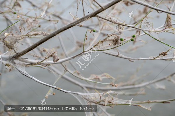 生蟲子的樹