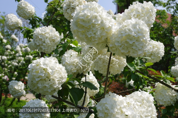 大繡球花