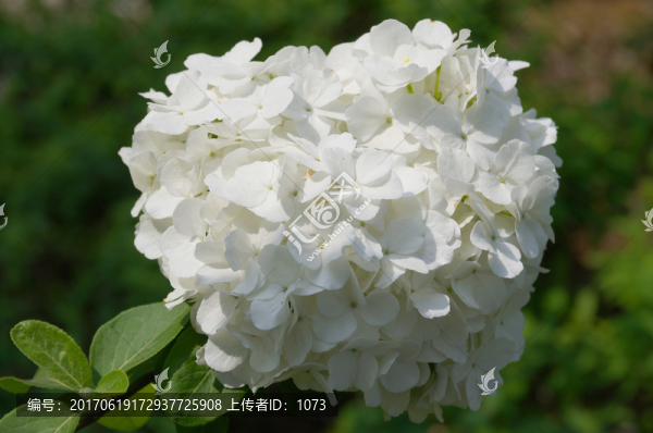 大繡球花