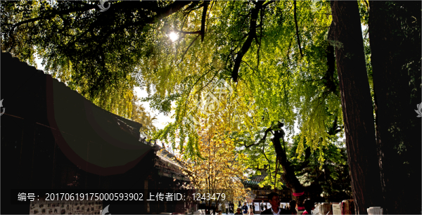 帝王樹